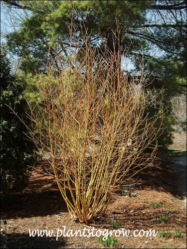 Coral Bark Willow Willow (Salix alba) | Plants To Grow Plants Database